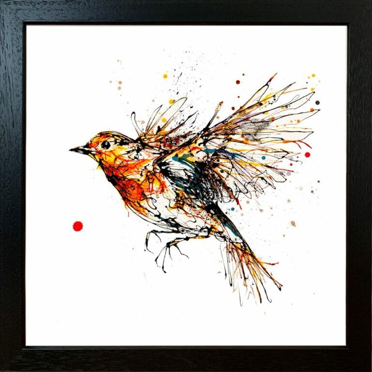 Airborne Robin in Flight Paper Giclee Fine Art Print in Standard Black Frame