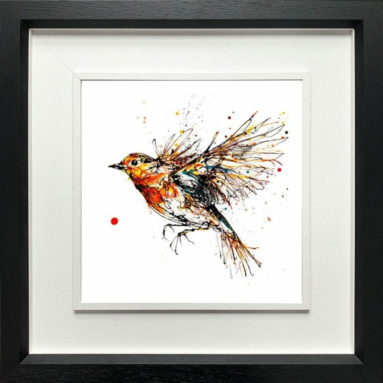 Airborne Robin in Flight Paper Giclee Fine Art Print in Deluxe Black Frame