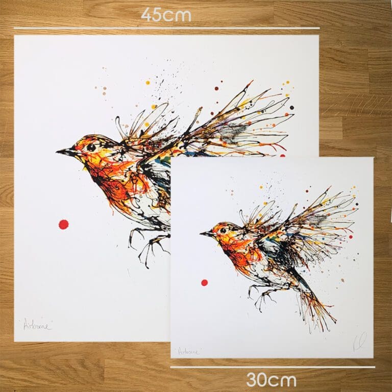 Two prints of Airborne by Kathryn Callaghan, a print of a robin in flight, to show the size difference between the 45cm print and the 30cm print.