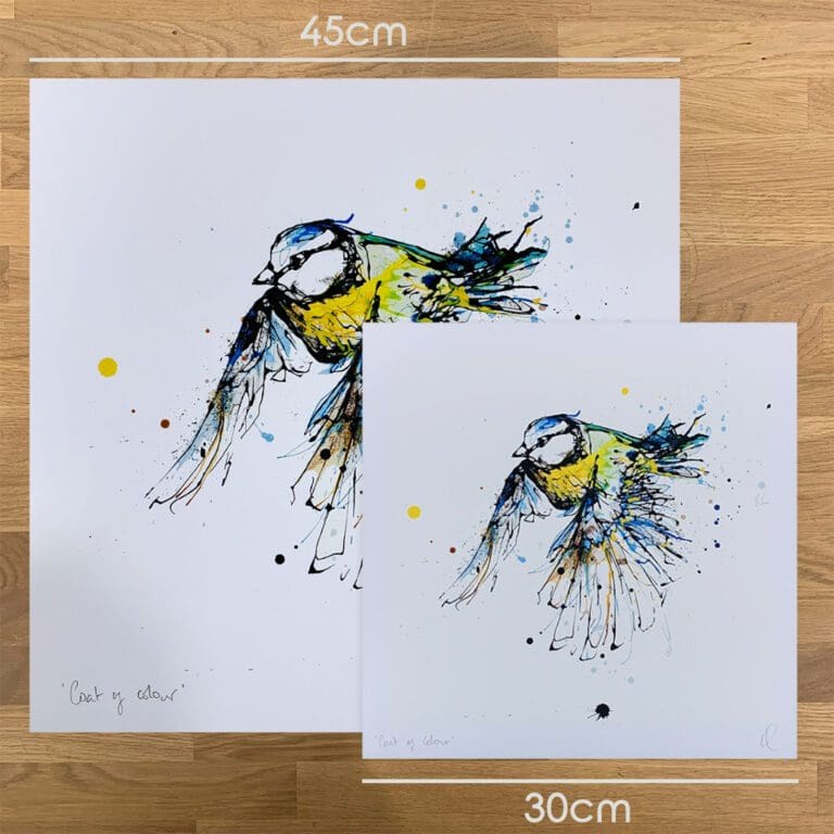 Two prints of Coat of Colour by Kathryn Callaghan, a print of a blue tit in flight, to show the size difference between the 45cm print and the 30cm print.