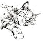 Dreamer Sleeping Cat Paper Print