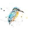 Gaze Peering Kingfisher Print
