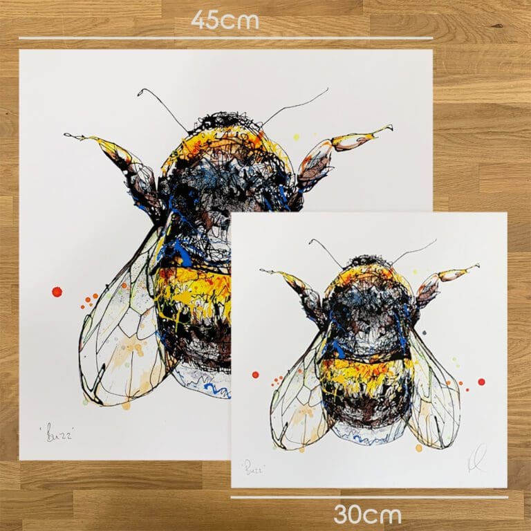 Two prints of Buzz by Kathryn Callaghan, a print of a bumblebee, to show the size difference between the 45cm print and the 30cm print.