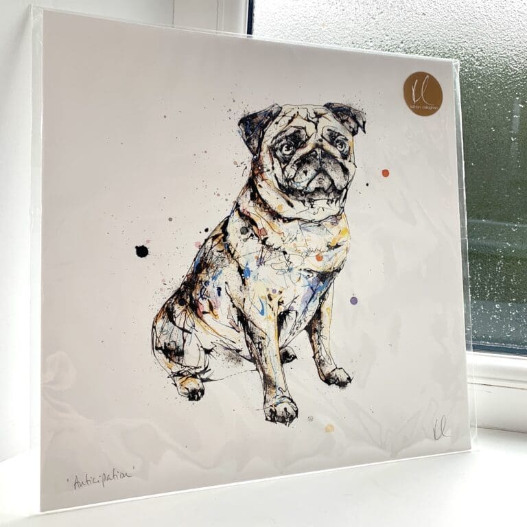 A print of a sitting pug, named Anticipation, by Kathryn Callaghan. The 30cm print is presented flat in a clear cello bag with a golden KC sticker in the top right.