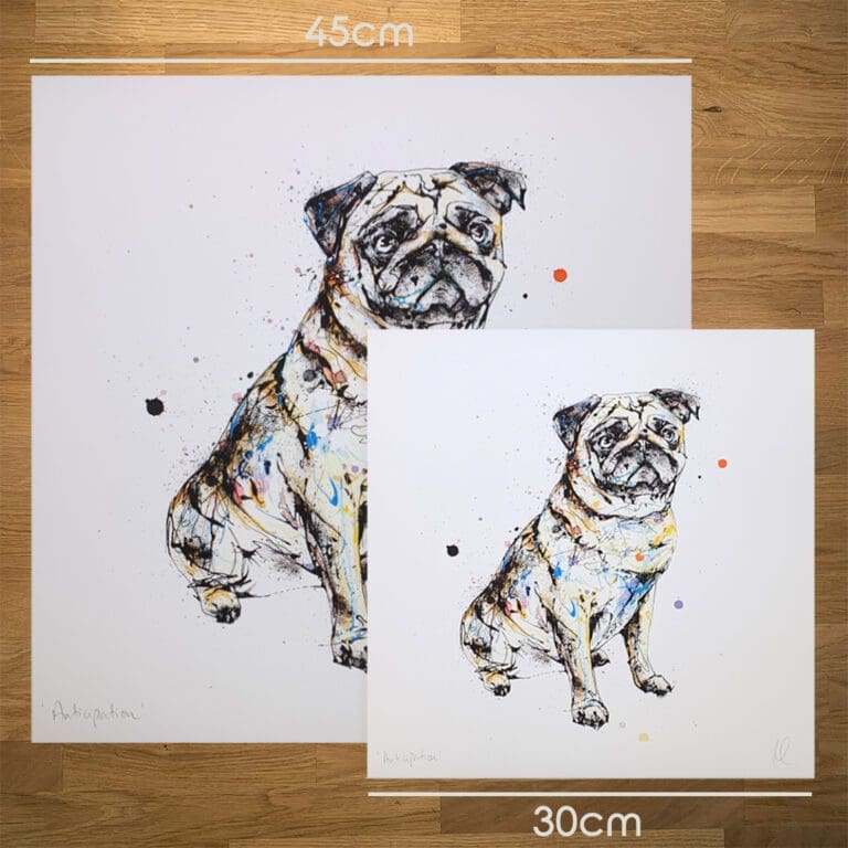 Two prints of Anticipation by Kathryn Callaghan, a print of sitting pug, to show the size difference between the 45cm print and the 30cm print.