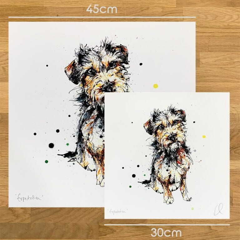 Two prints of Expectation by Kathryn Callaghan, a print of a sitting border terrier, to show the size difference between the 45cm print and the 30cm print.