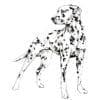 spots print