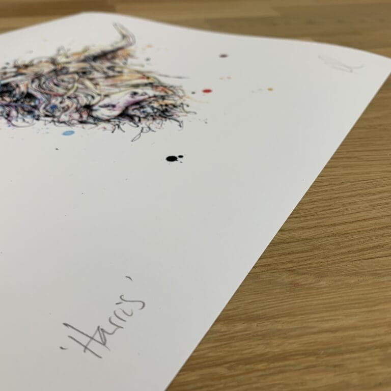 Photograph of Harris, a print of a shaggy Highland Coo by Kathryn Callaghan, which shows the print's title handwritten in the bottom left corner and the artist's signature in the bottom right, with space between to add a custom personalisation.