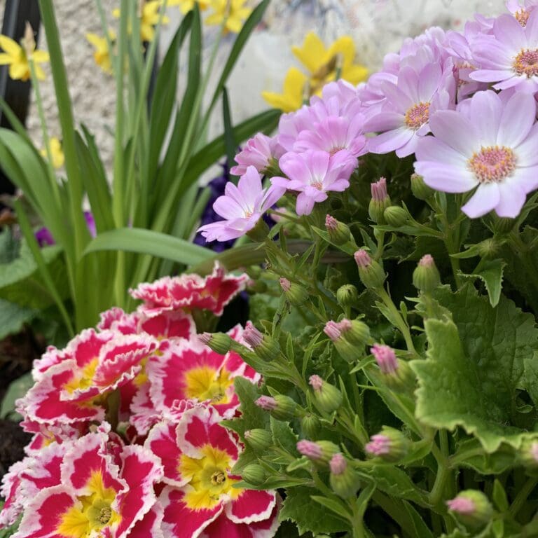 A collection of pink, lilac, and yellow flowers outside the Kathryn Callaghan Fine Art Ltd Studio