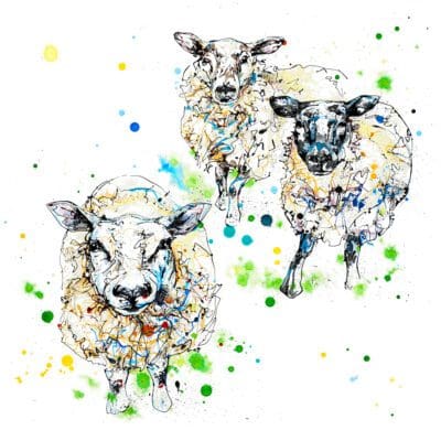 Print of three sheep, two white and one black, standing in a grouping looking up. The sheep are surrounded by splashes of green and blue.