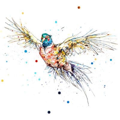 Fanfare, a print of a pheasant in flight with wings and tail spread by Northern Ireland artist Kathryn Callaghan