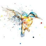 The Golden Hour, a print of a kingfisher in flight by Northern Ireland artist Kathryn Callaghan