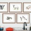 Five prints by Kathryn Callaghan shown in dark wood frames with off white card mounts, hung in a kitchen above a counter with a black spout and an orange la creuset dish. The prints from left to right on the top row are Belty, Kerry Hill, and Old Spot, and on the bottom row Claws and Leap.