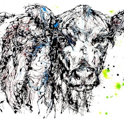 A print of a scruffy black and white Belted Galloway cow by Kathryn Callaghan, titled 'Belty'.