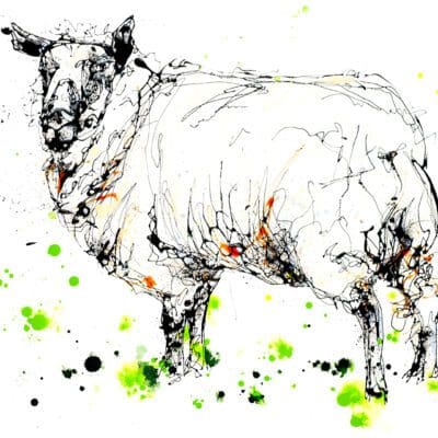 A print of a Kerry Hill sheep by Kathryn Callaghan, titled 'Kerry Hill'. The sheep is looking back at the viewer and is surrounded by splashes of green ink to suggest a pastoral field.