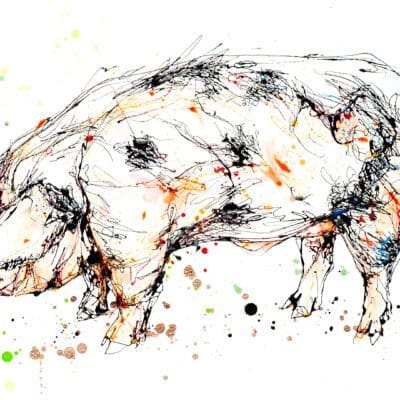 A print of a black and pink spotted farmyard pig by Kathryn Callaghan, titled 'Old Spot'.