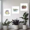 Three prints by Kathryn Callaghan shown in plain white frames in a white frame above three potted plants. The prints are Dublin Doors, Ha'penny Bridge Dublin, and Temple Bar Dublin, and all depict the landmarks of Dublin that they're named for. The prints are hung at ascending heights from left to right.