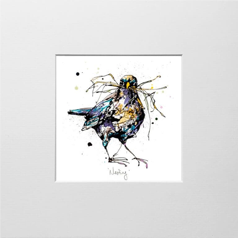 A digital mockup showing how a miniature print of Nesting by Kathryn Callaghan will look presented in a 23cm mount. Nesting features a blackbird holding a bunch of straw in its beak.