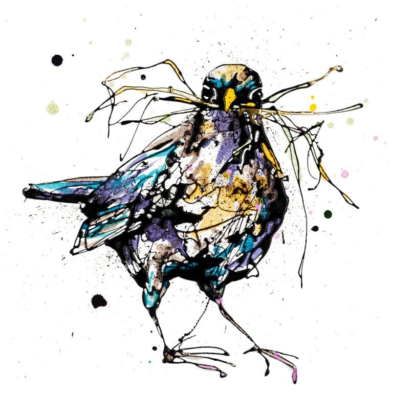 Nesting, a print of a blackbird holding nesting materials by Kathryn Callaghan.