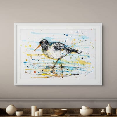 Oyster Catcher